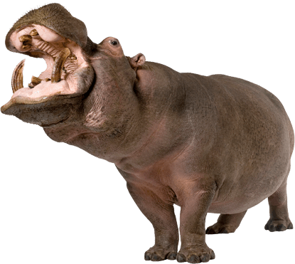 A roaring hippo.