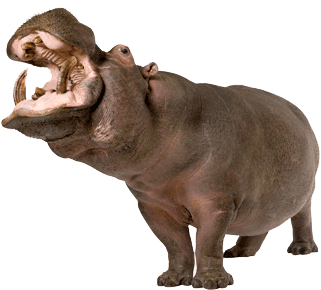 Large hippo photo.